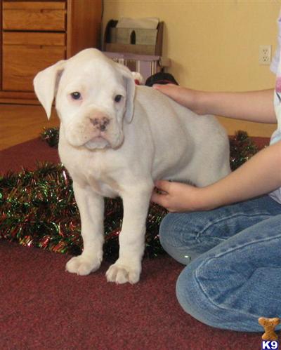 AKC Female #2 Snow White 